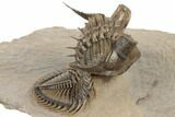 Tower Eyed Erbenochile Trilobite - Foum Zguid, Morocco #194221-1
